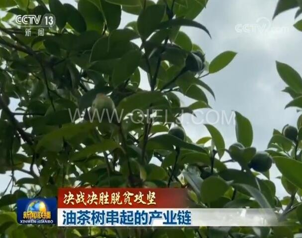 新聞聯播決戰決勝脫貧攻堅之油茶樹串起的產業鏈(圖1) 新聞聯播決戰決勝脫貧攻堅之油茶樹串起的產業鏈(圖1)